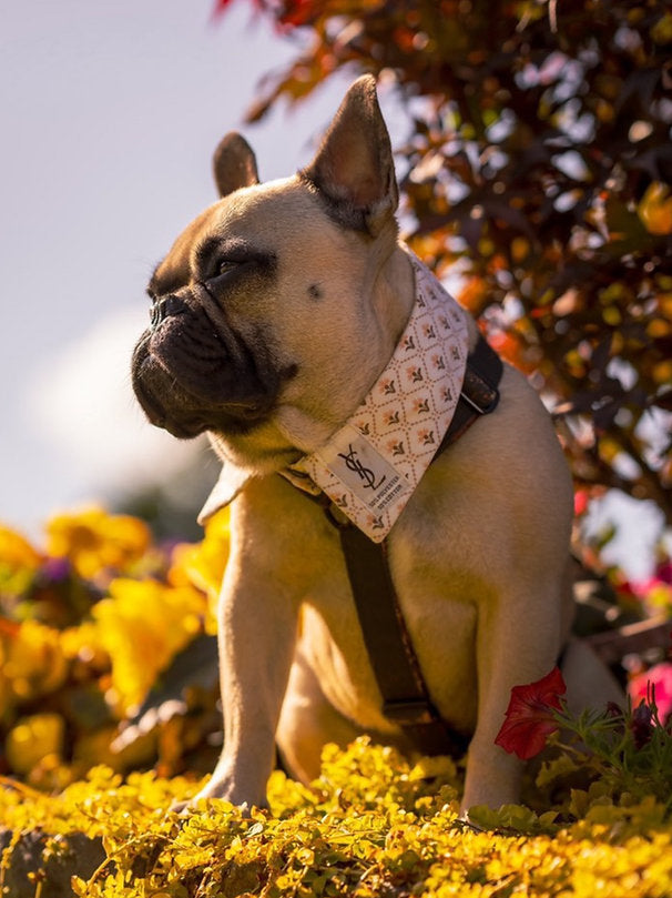 Indie Shirt Dog Collar by Red & Ginger