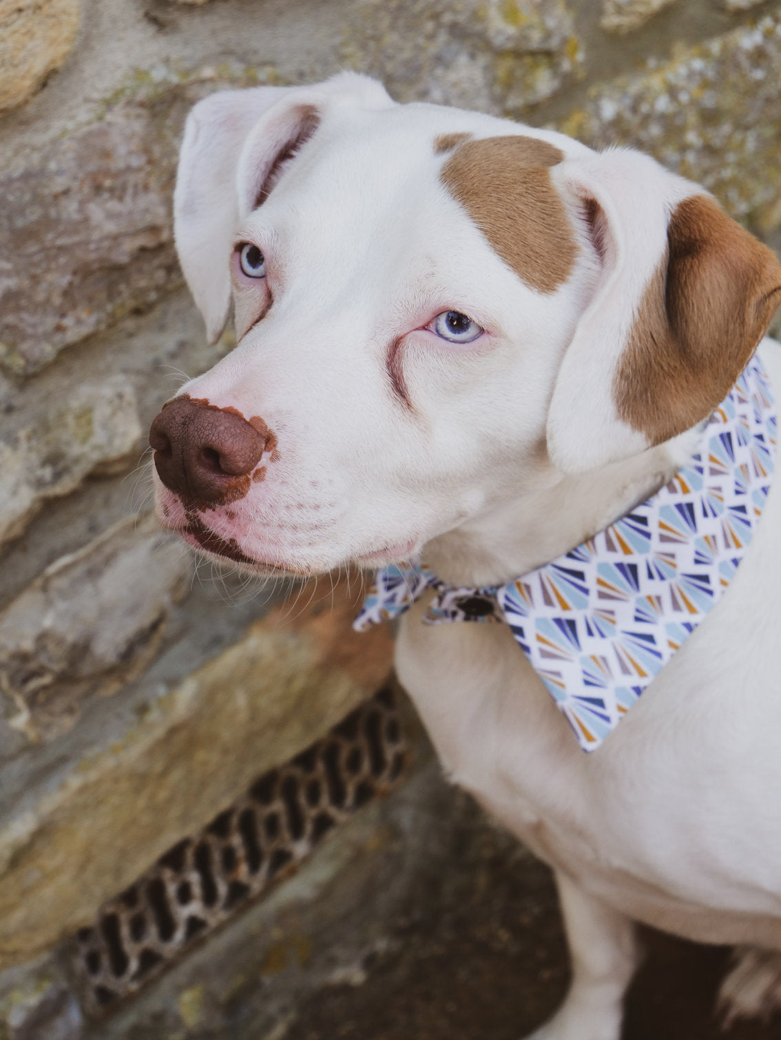Indie Shirt Dog Collar by Red & Ginger