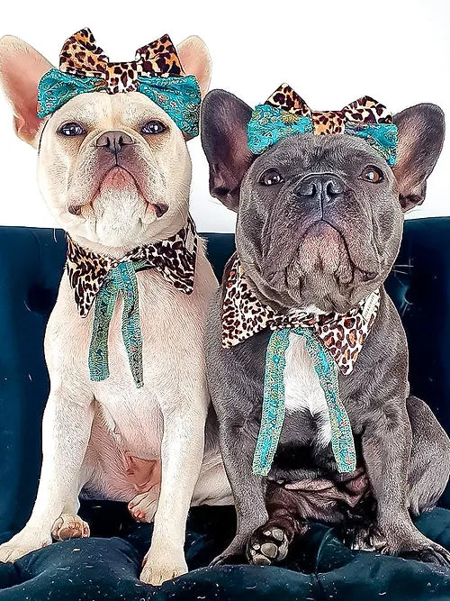 Indie Shirt Dog Collar by Red & Ginger