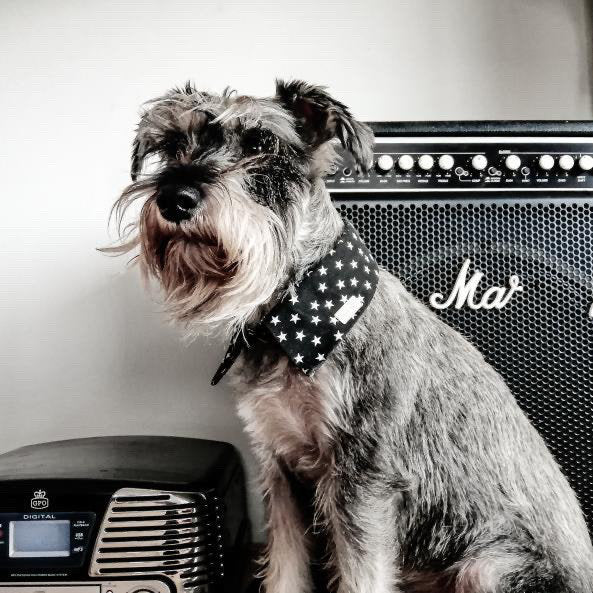 Indie Shirt Dog Collar by Red & Ginger