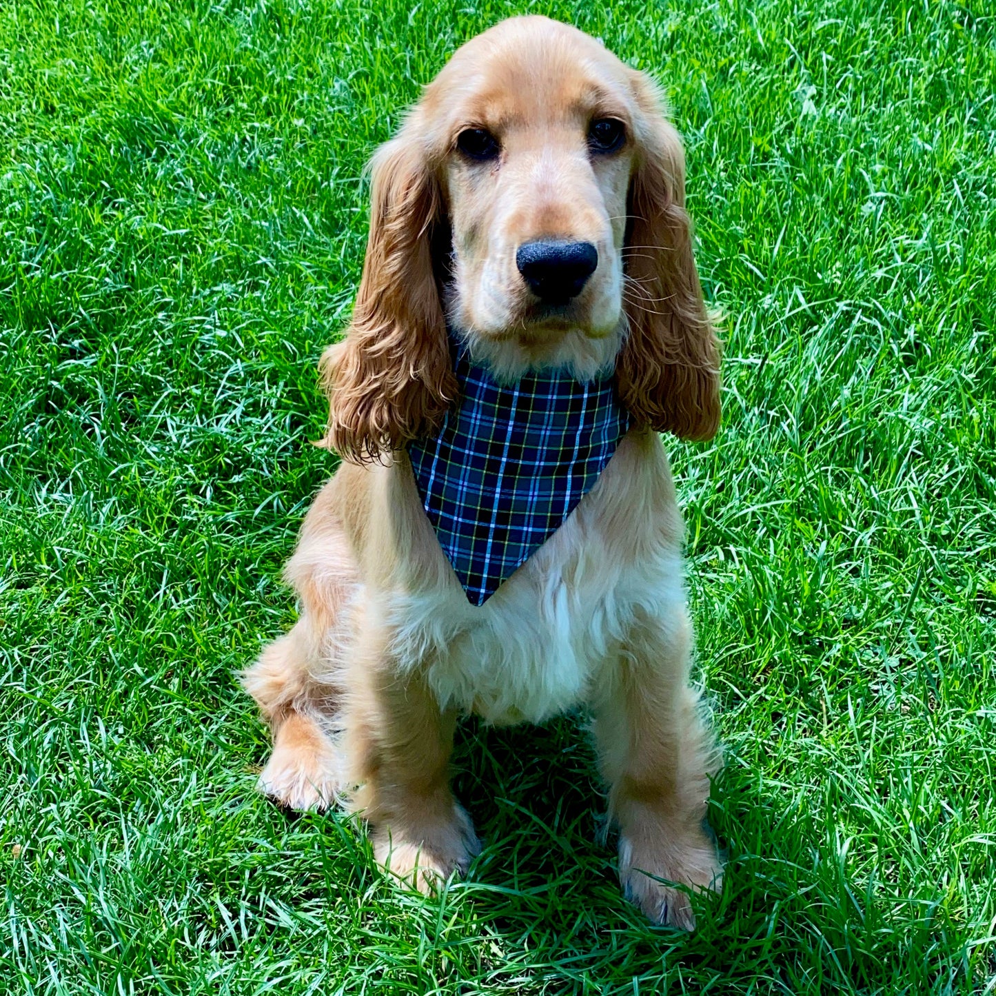 Dog Bandanna- Cornish Field ( hunt)Tartan