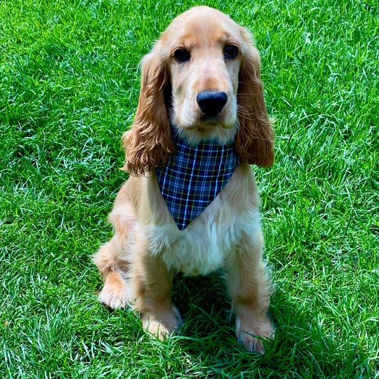 Dog Bandanna- Cornish Field ( hunt)Tartan