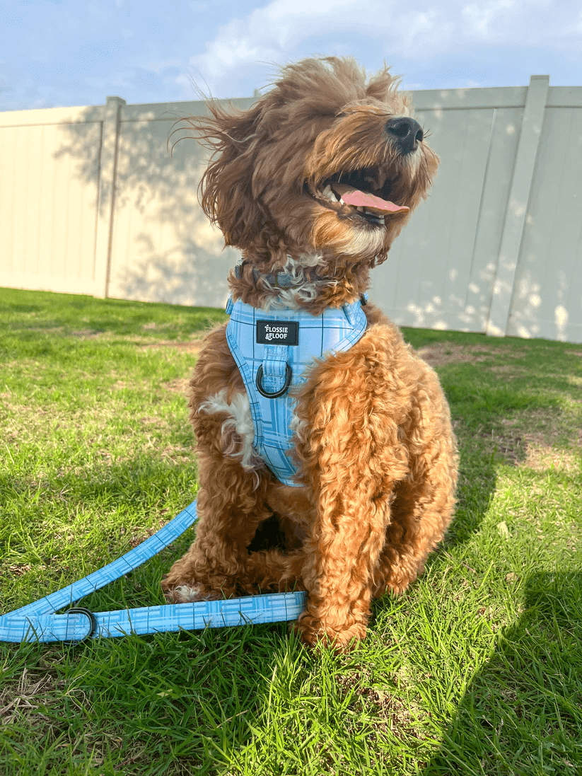Oxford "Oasis" Dog Lead – by Flossie & Floof